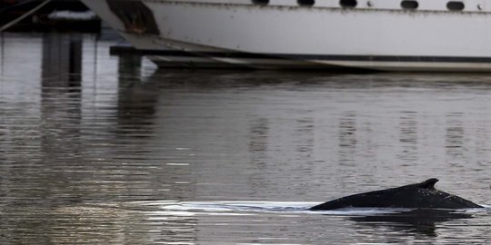 Muncul di dermaga, paus bungkuk hebohkan publik Argentina