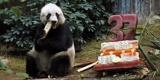 Rayakan ultah ke-37, Jia Jia jadi panda tertua di dunia