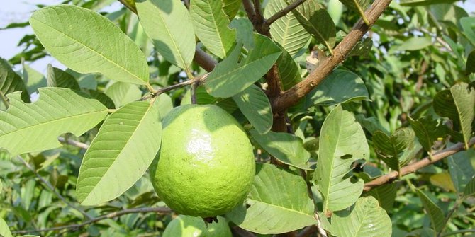 Rebusan daun jambu biji, solusi alami untuk atasi rambut rontok