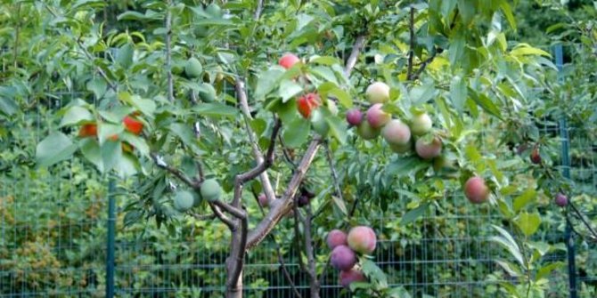 Keren, seniman ini tumbuhkan pohon yang hasilkan 40 macam buah