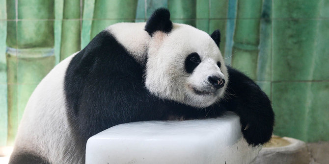Tingkah lucu panda di China peluk balok es karena kepanasan