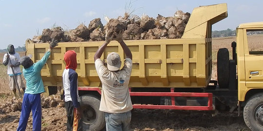 Kekeringan, bongkahan tanah sawah dijual petani untuk dijadikan bata