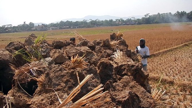 petani jual bongkahan tanah sawah