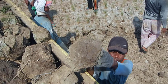 Dilanda kekeringan, petani Cilacap jual bongkahan tanah sawah