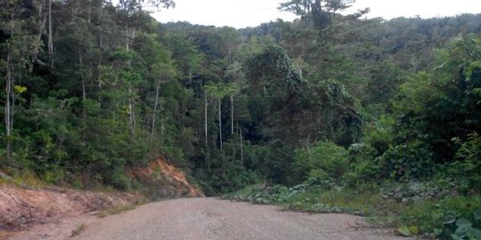 Cerita mistis hutan Tambrauw, gorila raksasa hingga ular berdiri