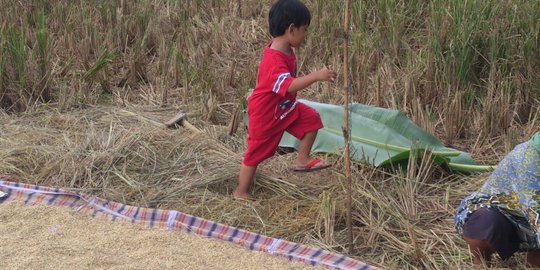 Kekeringan, ratusan hektar sawah di Sukoharjo dipanen dini