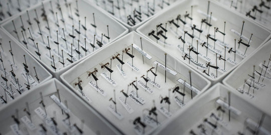 Pertama di dunia, ilmuwan koleksi seluruh spesies semut