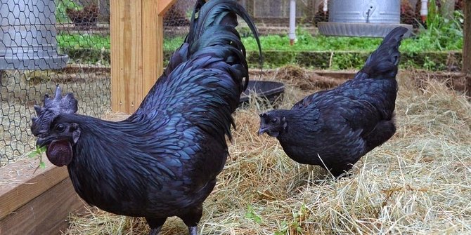 7 Keajaiban Dan Misteri Ayam Cemani Dari Mistis Hingga Sains