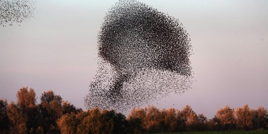 Penyelundupan ratusan burung digagalkan di Jembrana