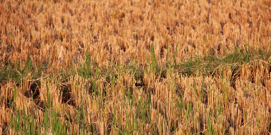 Puluhan hektar sawah di Buleleng kekeringan, pompa air disebar