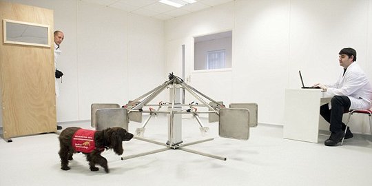 Dibanding alat medis, anjing lebih jago deteksi kanker prostat