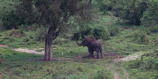 Kawanan gajah liar di Aceh acak-acak kebun sawit, warga ketakutan