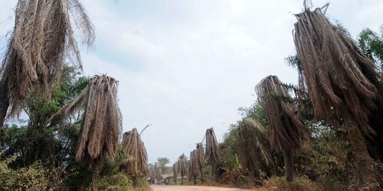 Parahnya kemarau di Lampung sampai kelapa sawit mati kekeringan