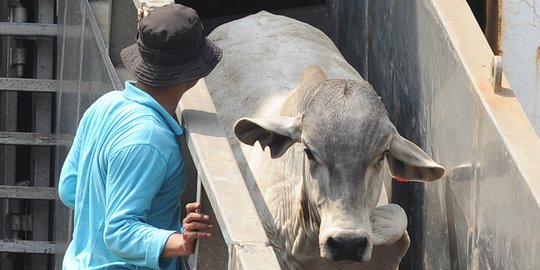 Atasi kelangkaan daging, Bulog kantongi izin impor 50.000 ekor sapi