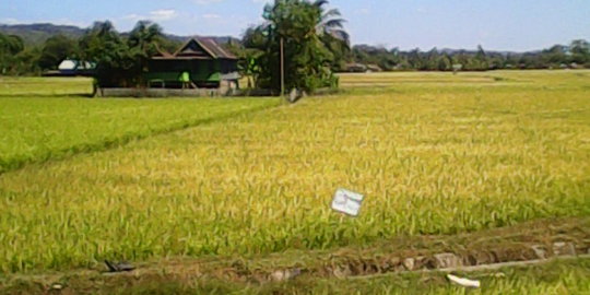 Padi subur di Kabupaten Maros, menanti panen di tengah kekeringan