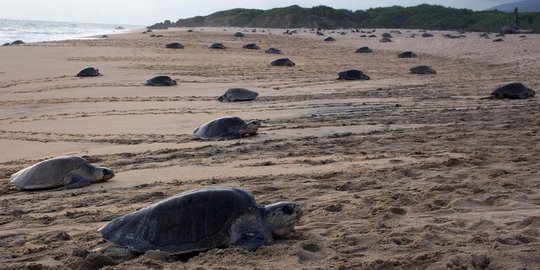 Musim bertelur, puluhan ribu penyu mendarat di Pantai Ixtapilla