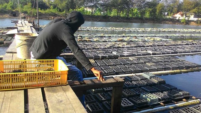 iHargai kepiting soka turun drastis petani tambak idii iAcehi 