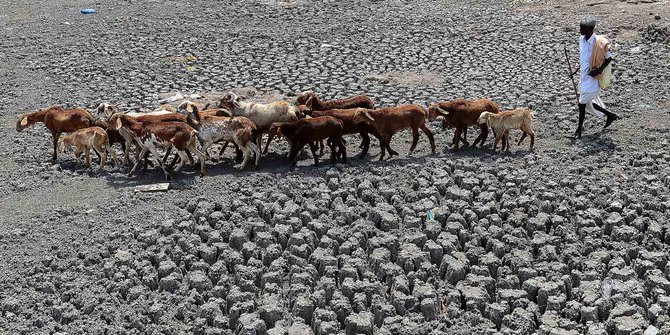 Demi air bersih, warga lereng Merapi jual murah sapi & kambing