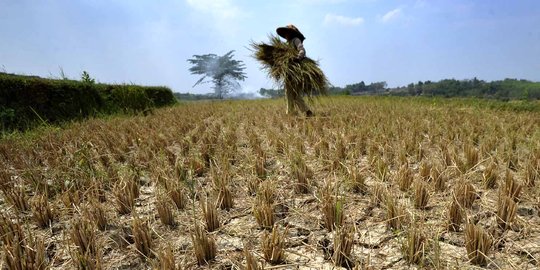 Kemarau panjang, petani kedelai di Manado merugi ratusan juta