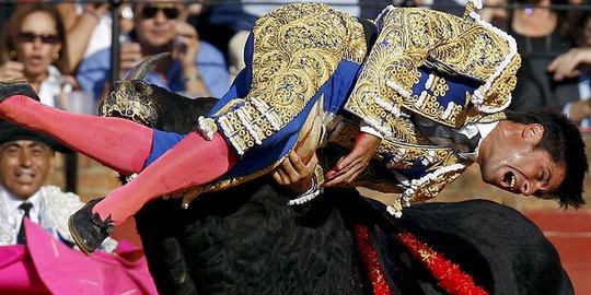 Matador kondang masuk RS setelah diseruduk banteng di selangkangan
