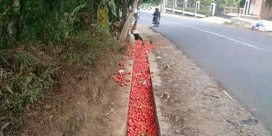 Kesal dihargai Rp 200 per kg, petani Garut buang tomatnya di jalan