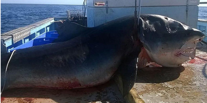 Pemancing Australia tangkap hiu monster sepanjang 9 meter | merdeka.com