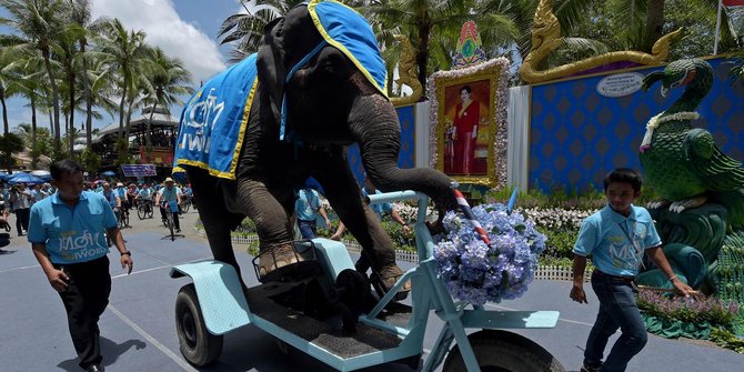 Aksi gajah naik sepeda meriahkan ulang tahun Ratu Sirikit