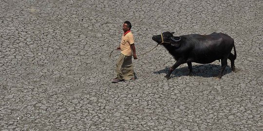 Kekeringan, peternak sapi perah di Lereng Merbabu krisis air bersih