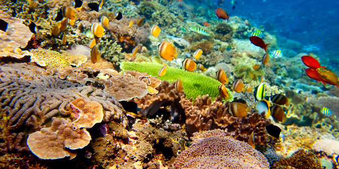 Kondisi terumbu karang Indonesia memprihatinkan