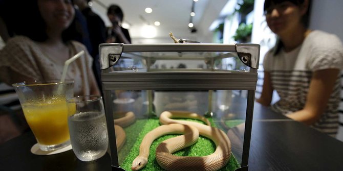 Sensasi merinding makan ditemani ular di kafe Tokyo Snake Center