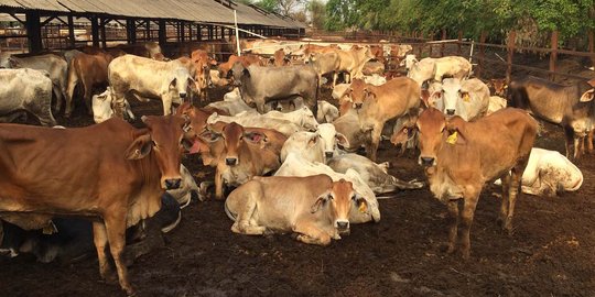 Bareskrim akan panggil asosiasi importir sapi terkait daging langka