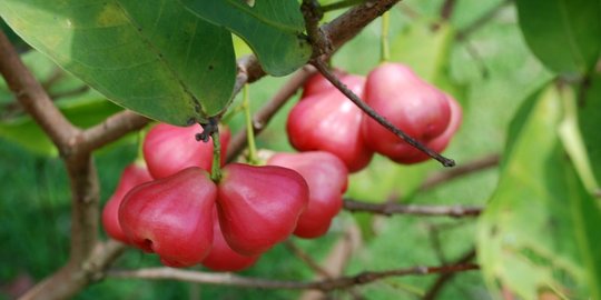 6 Manfaat menakjubkan di balik segarnya jambu air