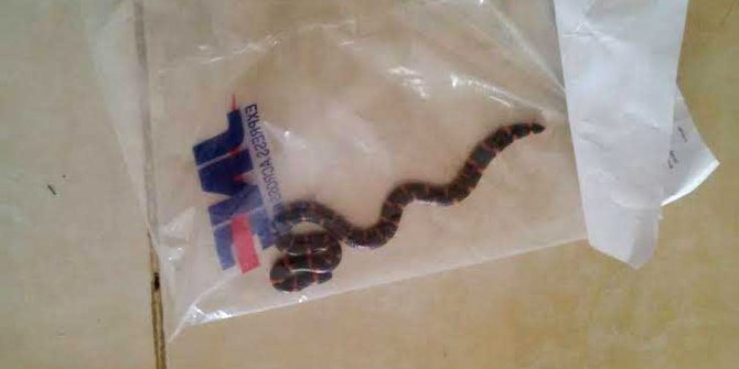 Warga Bekasi ini kaget ada ular di plastik paket JNE  