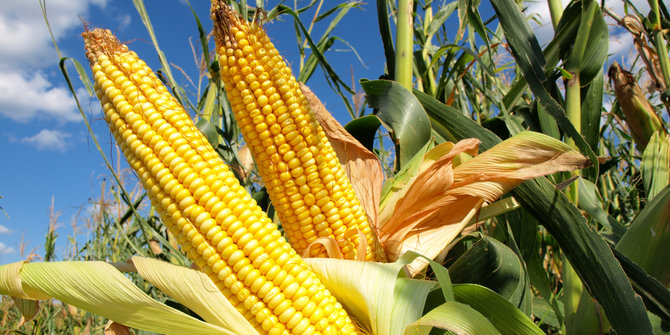 Tanaman jagung di Gorontalo gagal panen, petani rugi besar