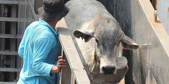 Lawan mafia, Mendag Thomas Lembong siap impor 300.000 ekor sapi