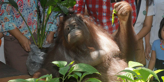 Orang utan ini diberi nama Pacquiao