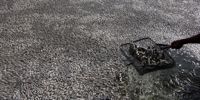 Sadis, 25 ton ikan di Meksiko mati tercemar limbah pabrik