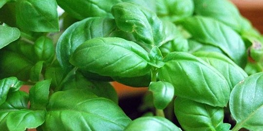 sedang sakit kepala? coba konsumsi 7 minuman enak ini!