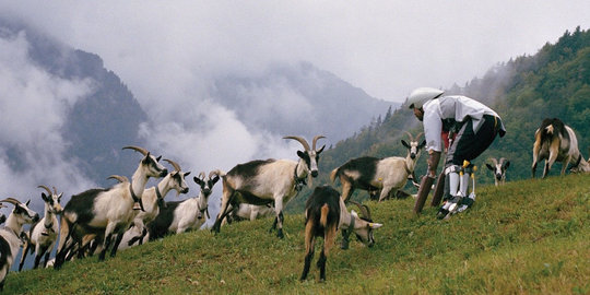 Bosan jadi manusia, pria ini coba-coba jadi kambing gunung