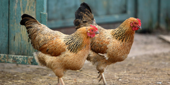 Pedagang ayam ancam mogok, JK janji segera tekan harga pakan ternak