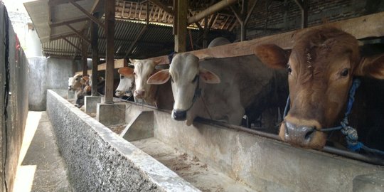 Kisruh daging sapi, Bareskrim dalami surat larangan berjualan APPHI