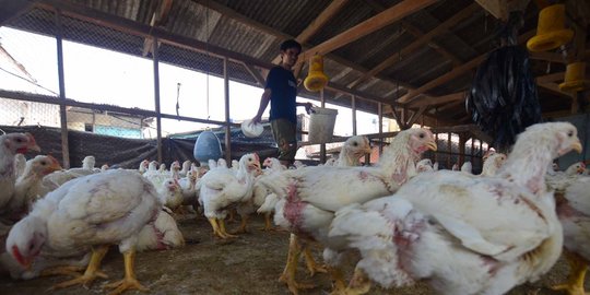 Kementan pastikan harga daging ayam stabil pekan depan