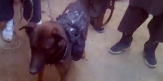 anjing milik tentara inggris rev5