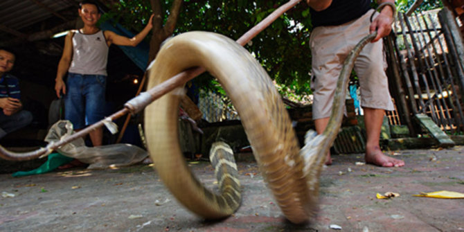 Gigitan ular berbisa jadi ancaman serius warga Lebak Banten