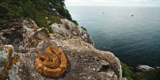 queimada grande brasil rev6