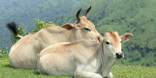 September, Bulog pastikan 8 ribu sapi Aussie masuk Indonesia