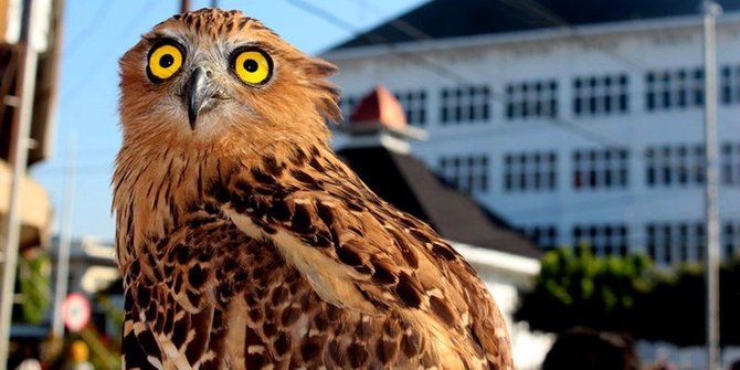 80+ Cerita Burung Hantu Dan Ayam HD Terbaru