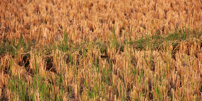 Petani padi di Tapalang gagal panen, sebut tak dapat bantuan pompa