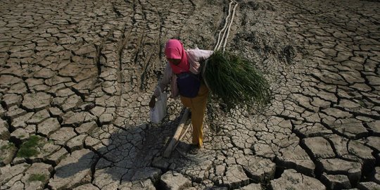Menteri Amran klaim sudah selamatkan 50.000 Ha lahan kekeringan