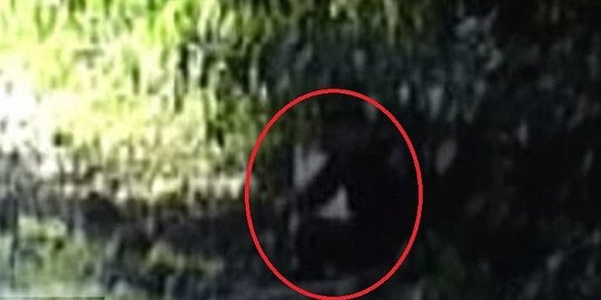 Sosok Bigfoot tertangkap kamera bawa karung di hutan